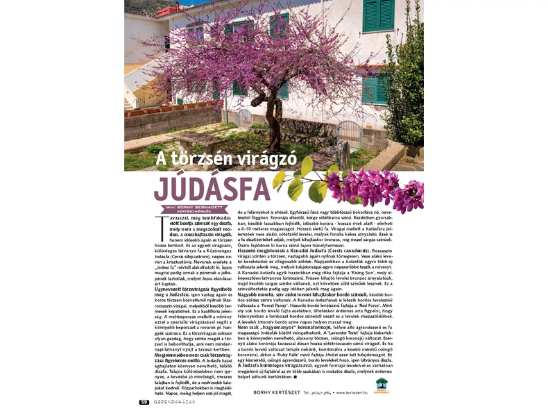 A törzsén virágzó Júdásfa - Gerendaházak Magazin