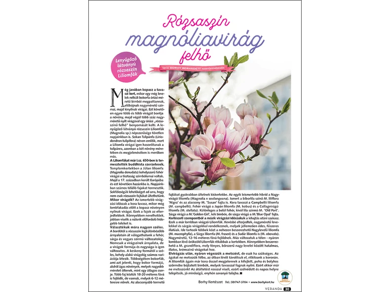 Rózsaszín magnóliavirág felhő - Veranda Magazin