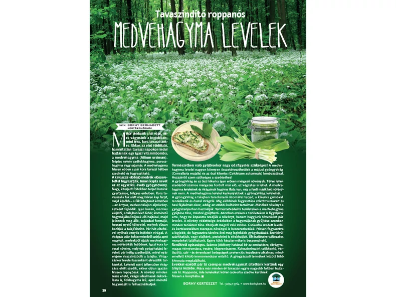 Tavaszindító roppanós medvehagyma levelek - Gerendaházak Magazin
