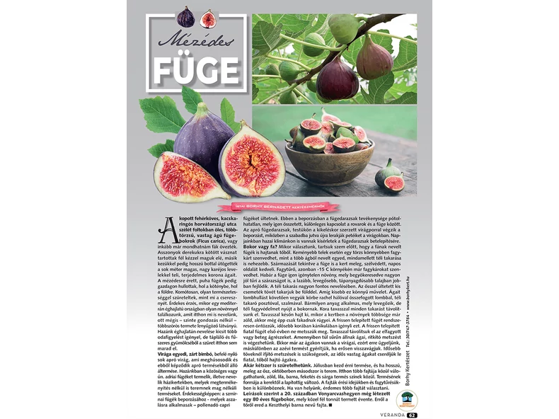 Mézédes Füge - Veranda Magazin