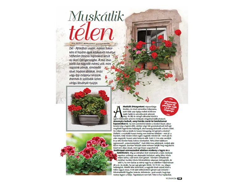 Muskátli télen - Veranda Magazin