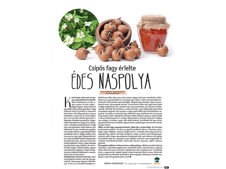 Csípős fagy érlelte édes Naspolya - Gerendaházak Magazin