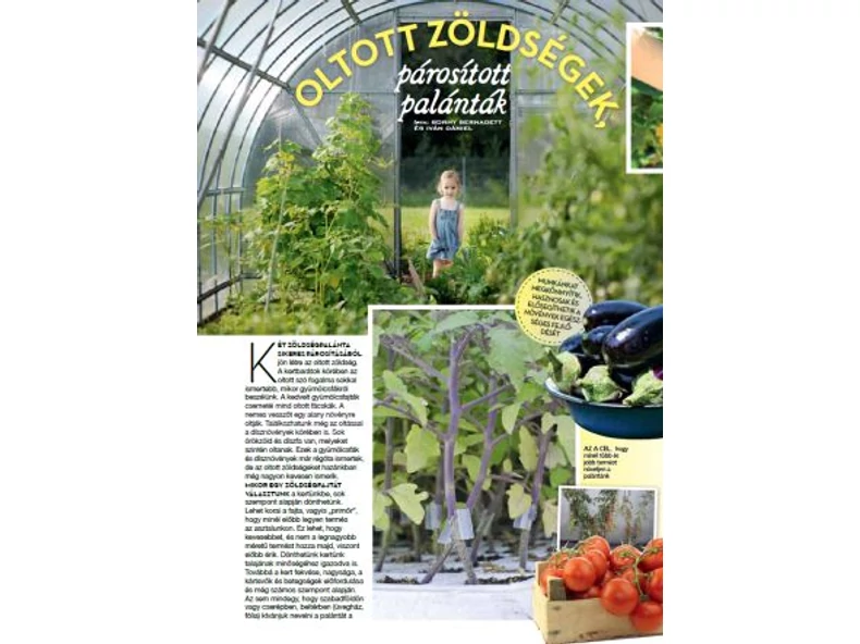 Oltott zöldségek - Veranda Magazin