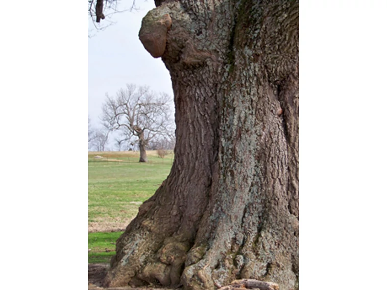 Öreg fák árnyékában - Veranda Magazin