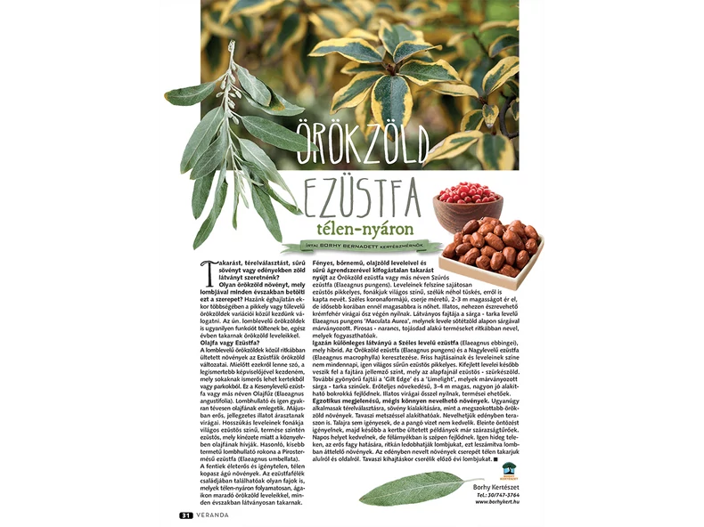 Örökzöld Ezüstfa télen-nyáron - Veranda Magazin