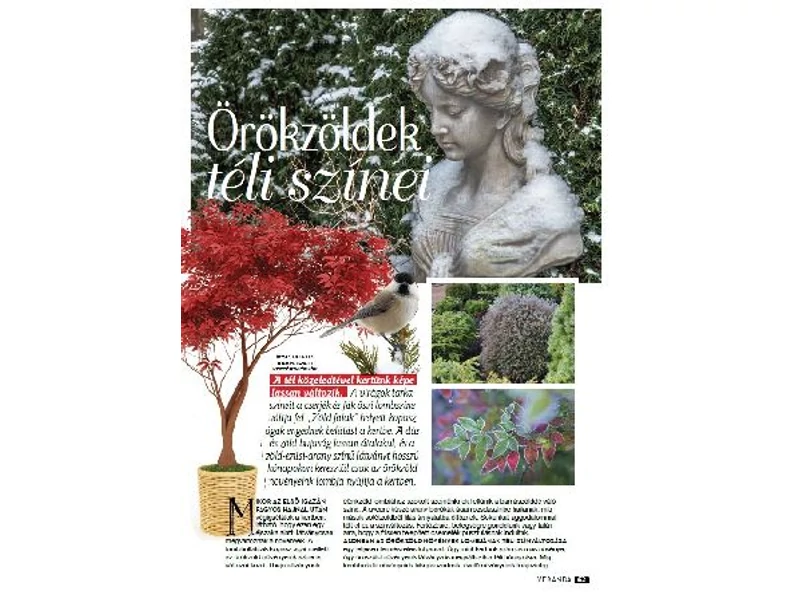 Örökzöldek téli színei - Veranda Magazin