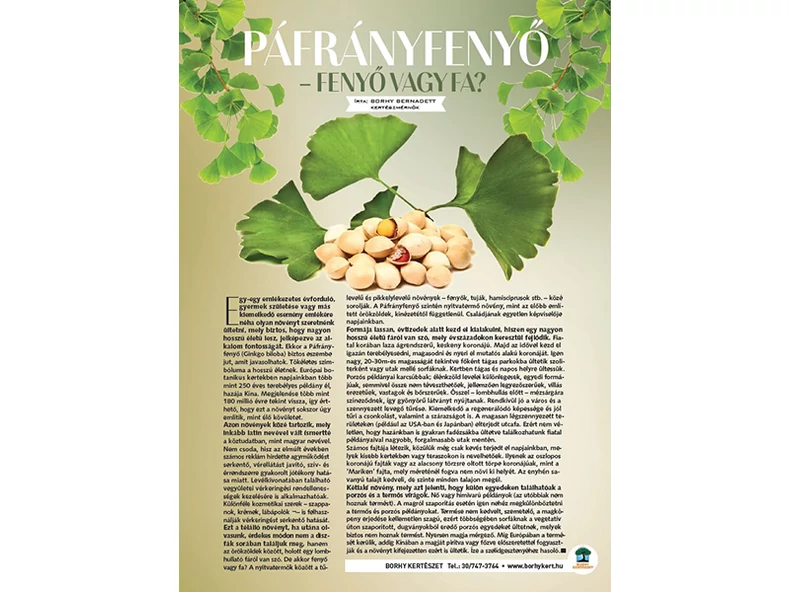 Páfrányfenyő - fenyő vagy fa? - Gerendaházak Magazin