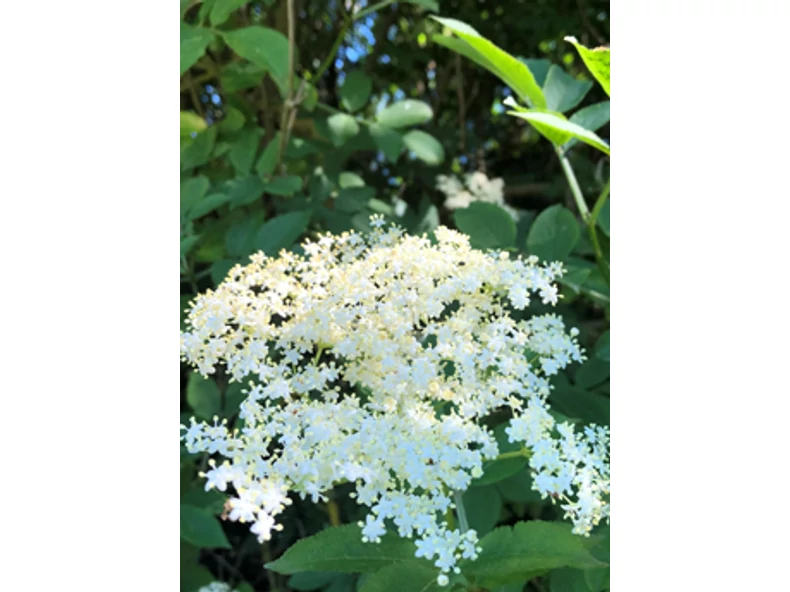 Régi idők ízei a kertben - Gerendaházak Magazin