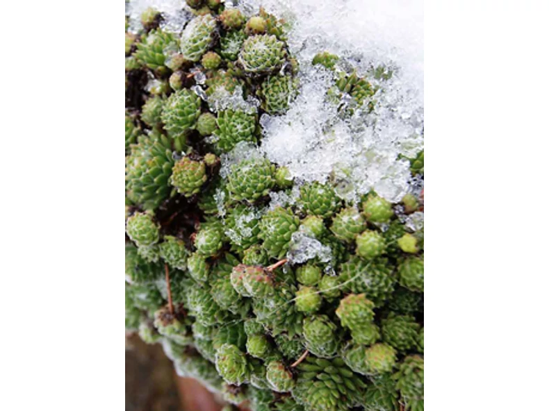 Téli gondoskodás a nyár növényeiről - Veranda Magazin