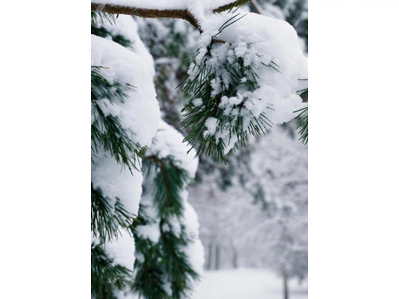 A kert téli kabátja - Veranda Magazin