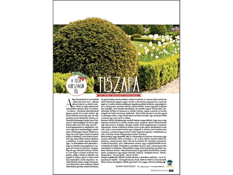 Tiszafa - a Tuja korszakon túl - Gerendaházak Magazin