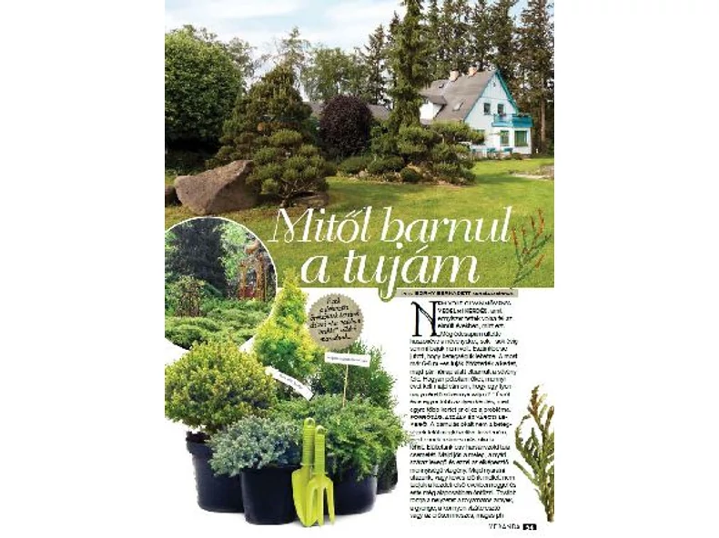 Mitől barnul a Tujám? - Veranda Magazin