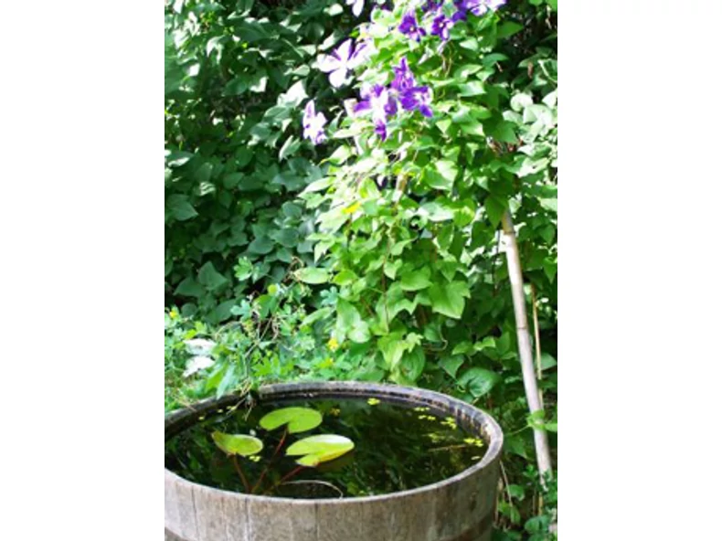 Tündérrózsák a teraszon - Gerendaházak Magazin