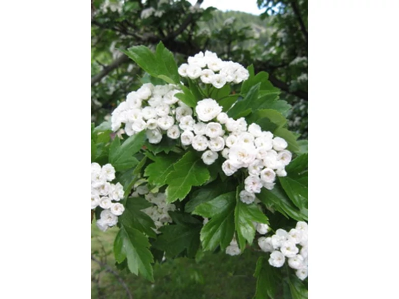 Uralkodók, melyek öltöztetik a kertet - Veranda Magazin