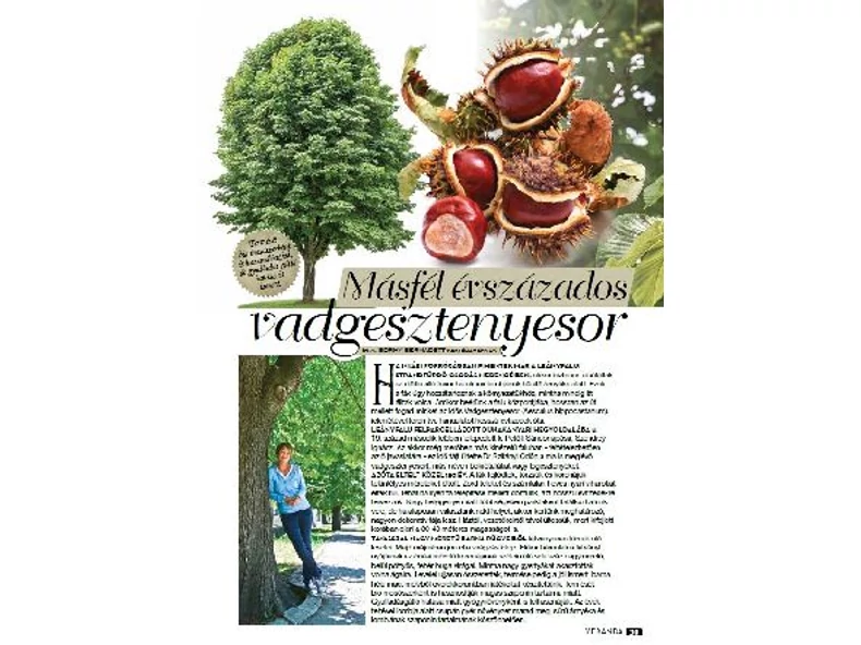 Másfél évszázdados vadgesztenyesor - Veranda Magazin