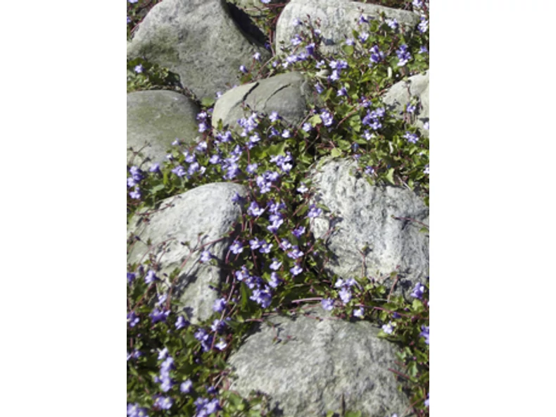 Virágok sziklahasadékokban - Veranda Magazin