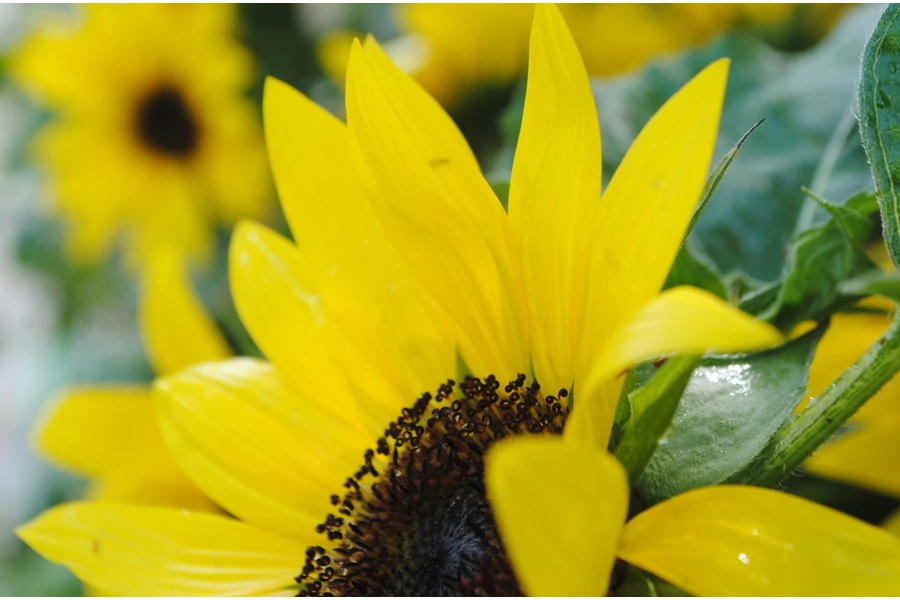 Egynyári növények