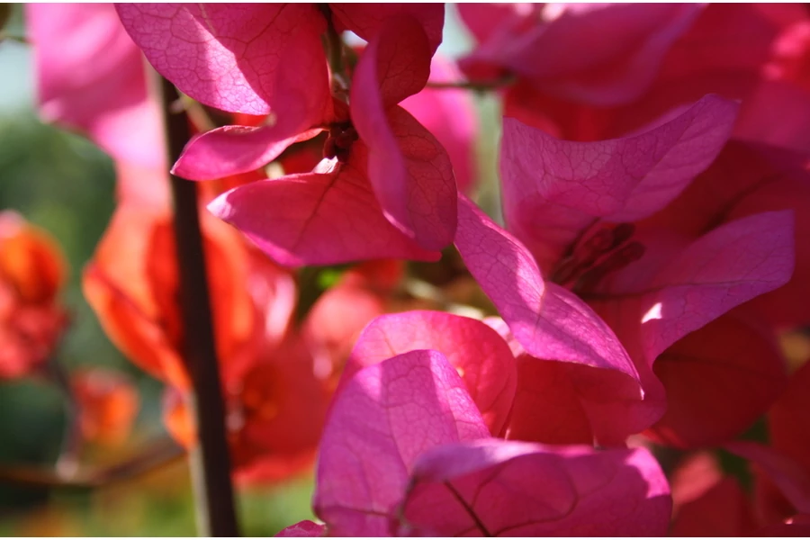 Mediterrán növények