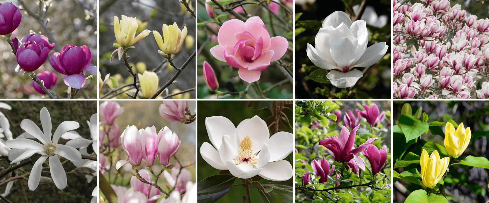 Rózsaszín Magnolia virágtenger