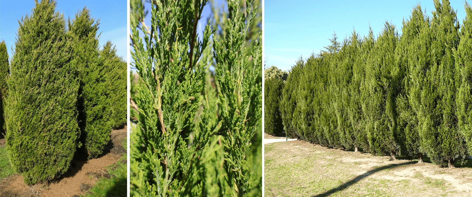 Télen is zöld kert