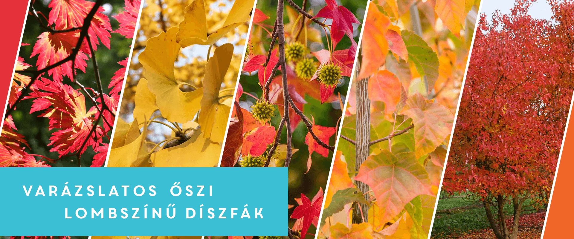 Varázslatos őszi lombszín