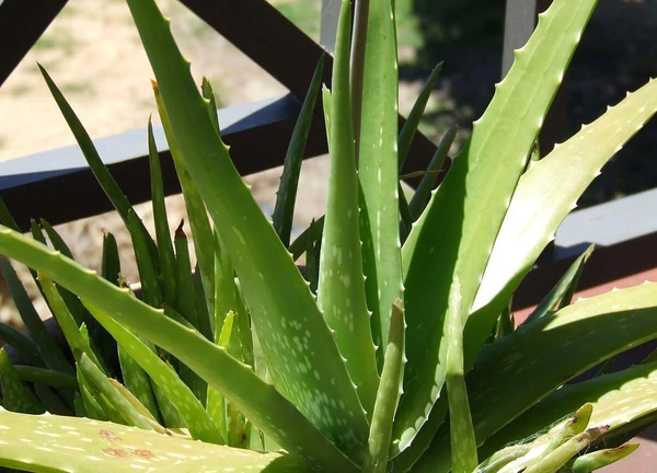 Aloe orvosi - Aloe Vera 15/20cm K12cm - Borhy Kertszet
