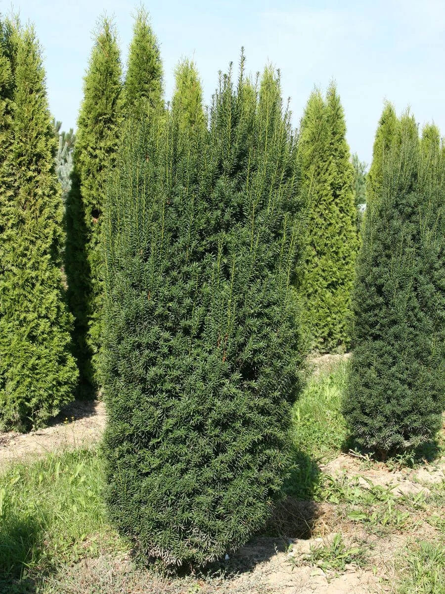 thuja strauch Lebensbaum main image 0